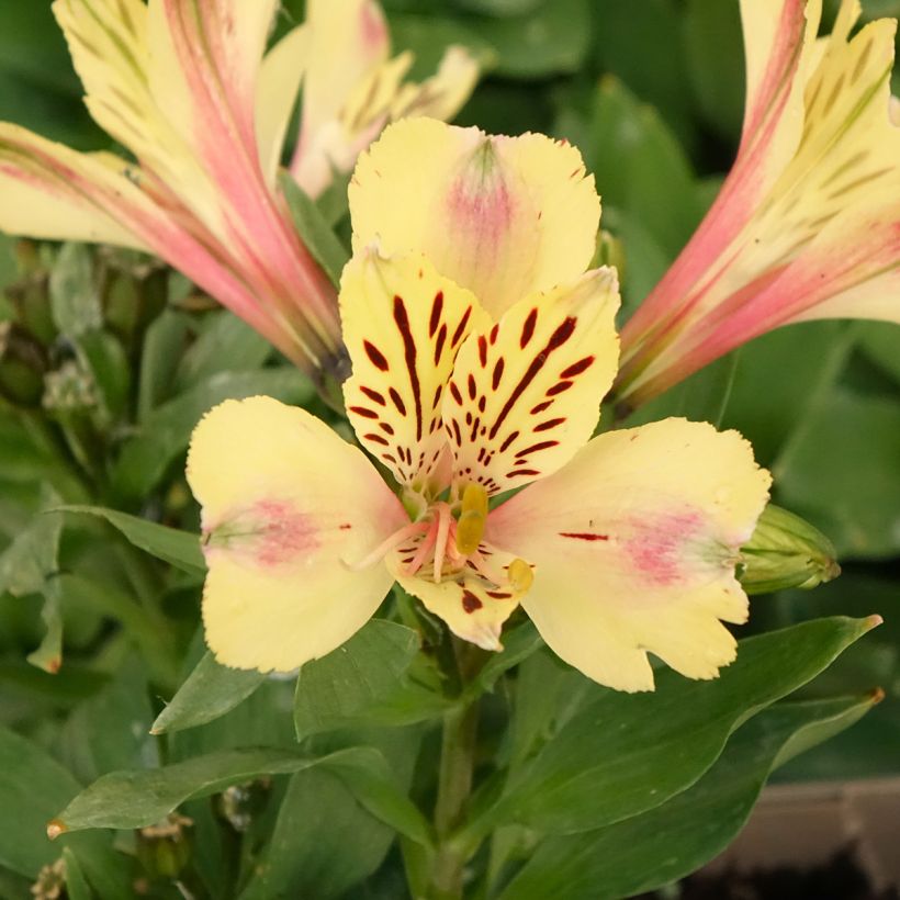 Alstroemère naine Pitchounes Noah - Lys des Incas (Floraison)