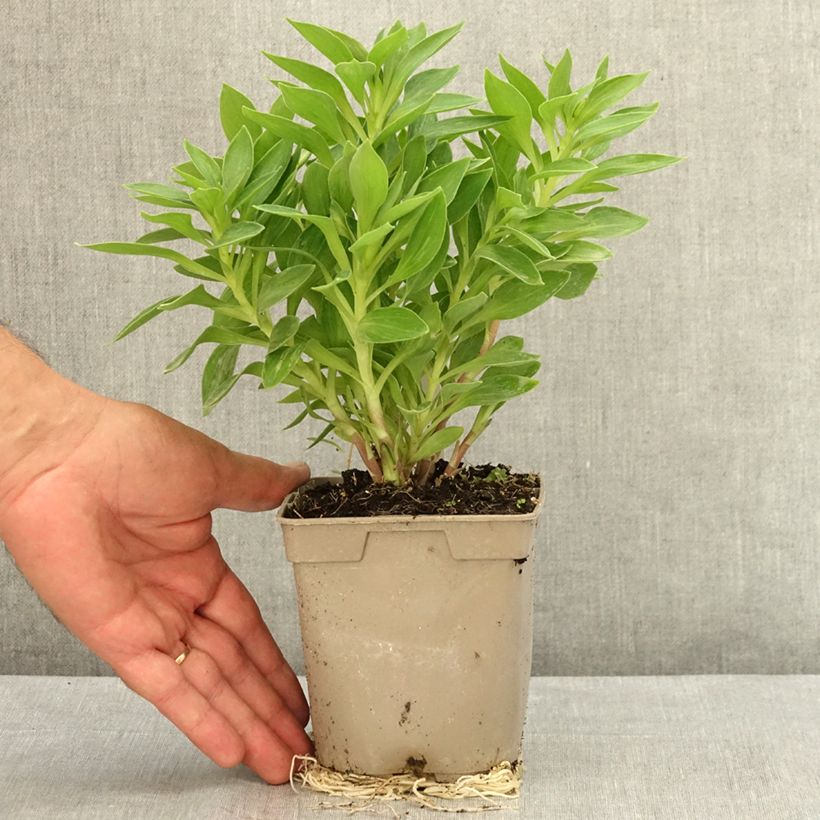 Spécimen de Alstroemère naine Pitchounes Rosie - Lys des Incas Pot de 1L/1,5L tel que livré en été