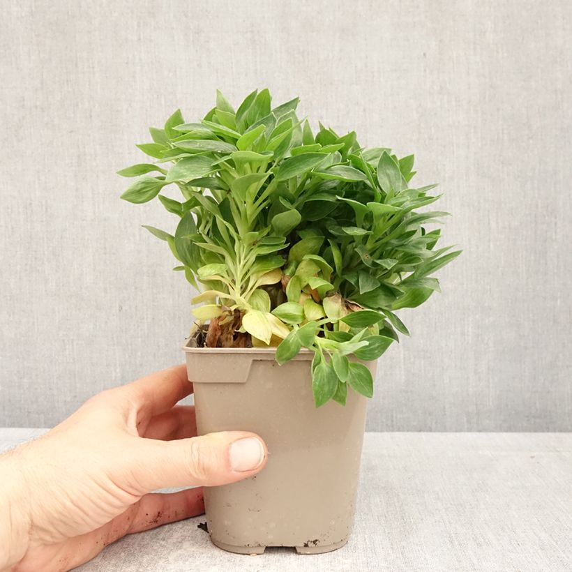 Spécimen de Alstroemère naine Pitchounes Rosie - Lys des Incas Pot de 1L/1,5L tel que livré au printemps