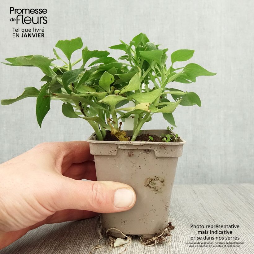 Spécimen de Alstroemère naine Pitchounes Stella - Lys des Incas Godet de 8/9 cm tel que livré en hiver