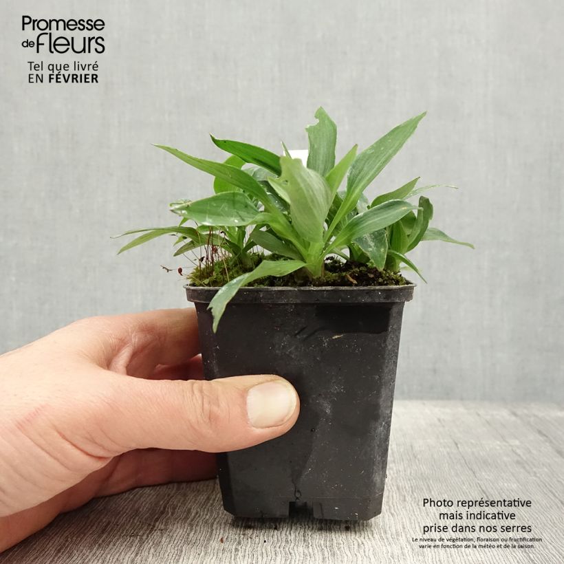 Spécimen de Alstroemère naine Pitchounes Timoté - Lys des Incas Godet de 8/9 cm tel que livré en hiver