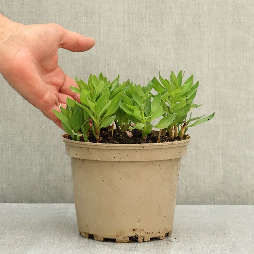 Spécimen de Alstroemeria Incalys Salmon - Lis des Incas Pot de 3L/4L tel que livré en été