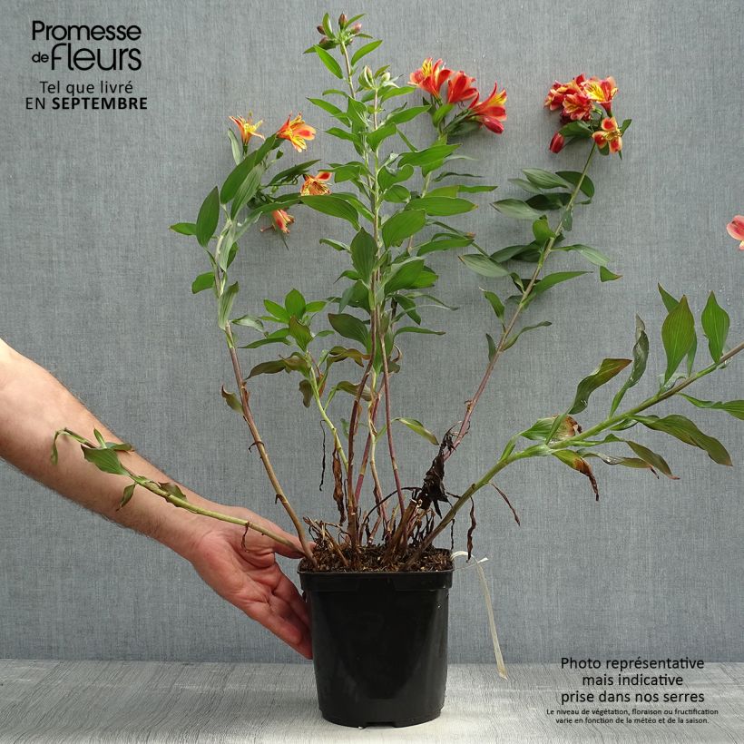Spécimen de Alstroemeria Indian Summer - Lis des Incas Pot de 2L/3L tel que livré en automne