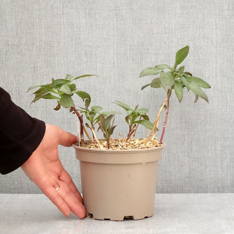 Spécimen de Alstroemeria Indian Summer - Lis des Incas Pot de 2L/3L tel que livré en hiver