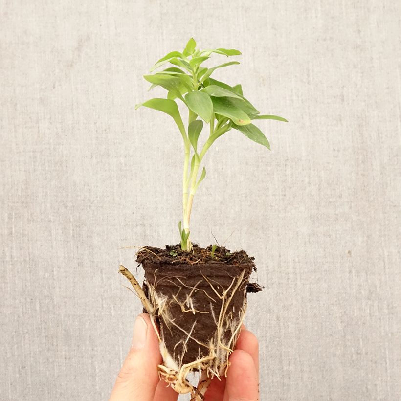 Spécimen de Alstroemeria Inticancha Romance - Lis des Incas Motte 4 cm x 4,5 cm tel que livré au printemps