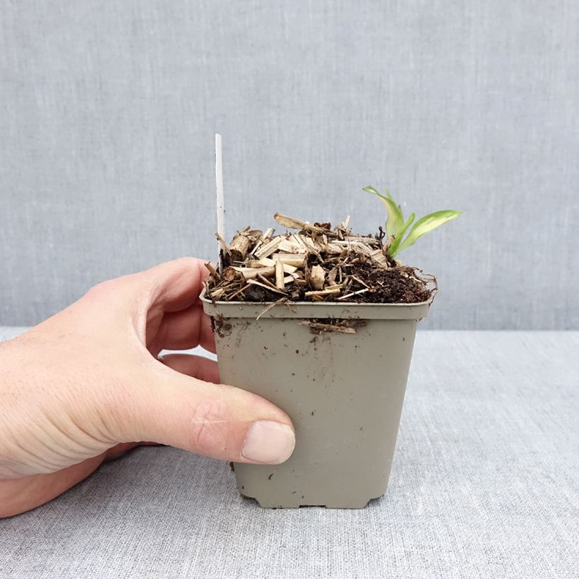 Spécimen de Alstroemeria Rock'n roll - Lis des Incas Godet de 8/9 cm tel que livré au printemps