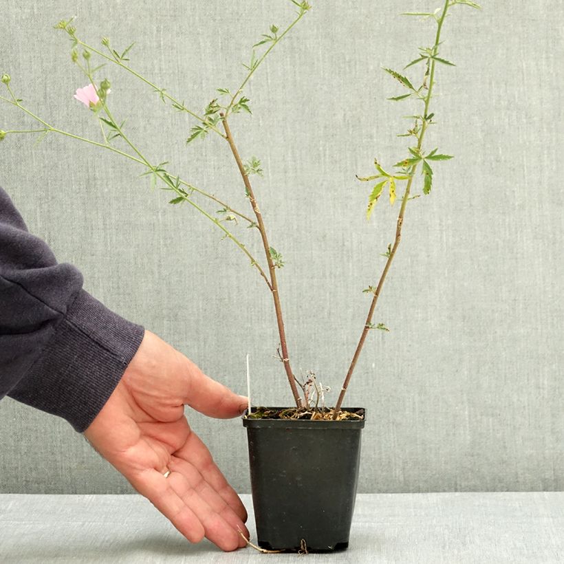 Spécimen de Althaea cannabina - Guimauve faux-chanvre Godet de 8/9 cm tel que livré en été