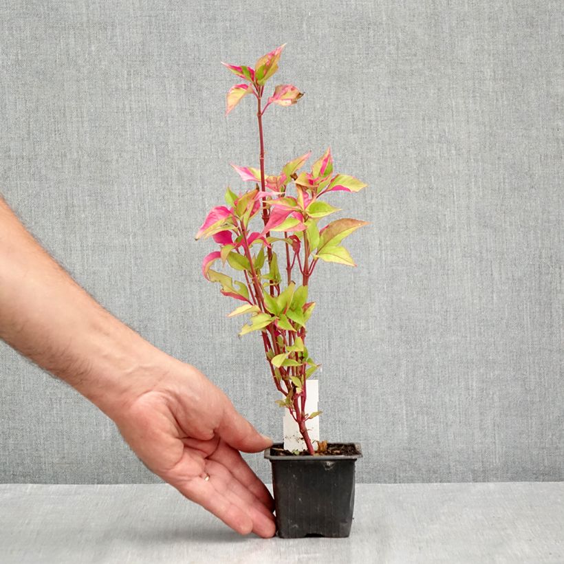 Spécimen de Althernanthera Party Time Godet de 8/9 cm tel que livré en été