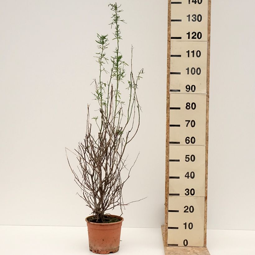 Spécimen de Alyogyne cuneiformis - Hibiscus d'Australie Pot de 3L/4L tel que livré en hiver