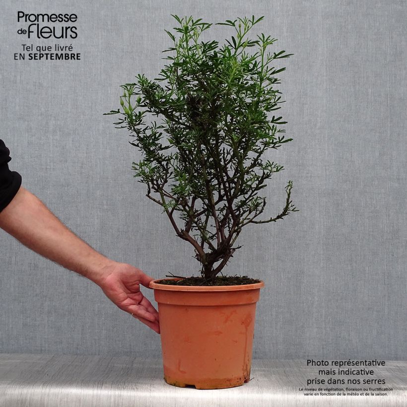 Spécimen de Alyogyne Delightfully - Hibiscus bleu d'Australie Pot de 4L/5L tel que livré en automne