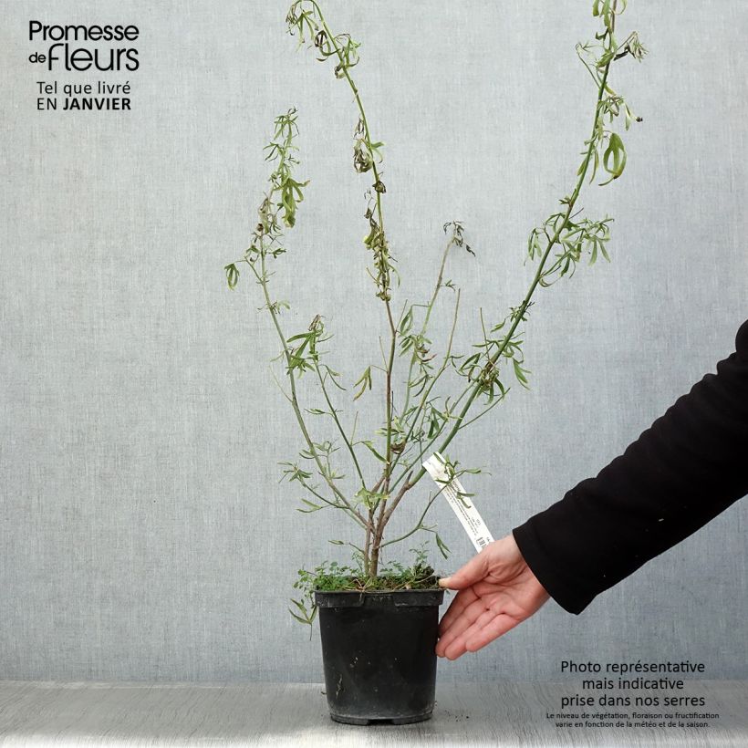 Spécimen de Alyogyne Delightfully - Hibiscus bleu d'Australie Pot de 4L/5L tel que livré en hiver