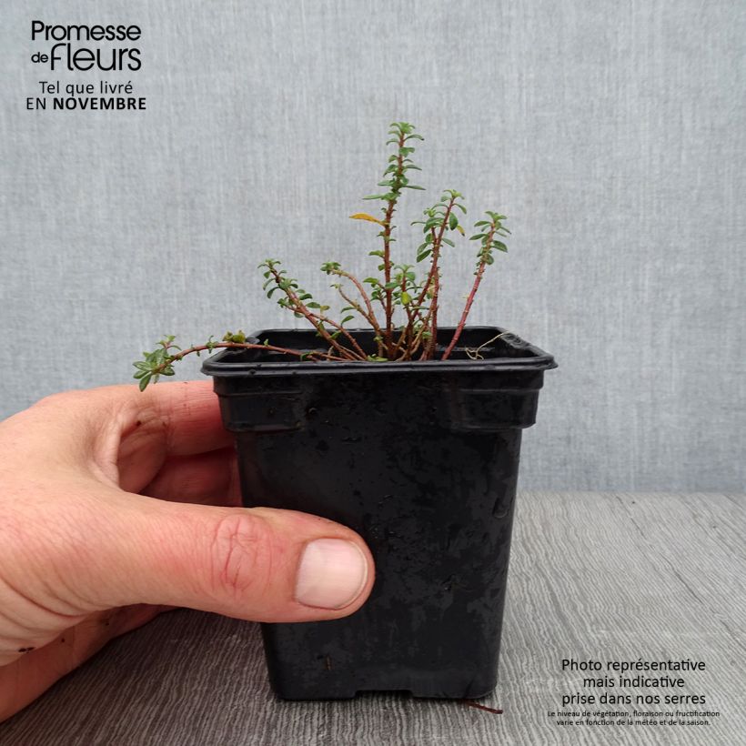 Spécimen de Alyssum argenteum - Alysson argenté Godet de 7/8 cm tel que livré en automne