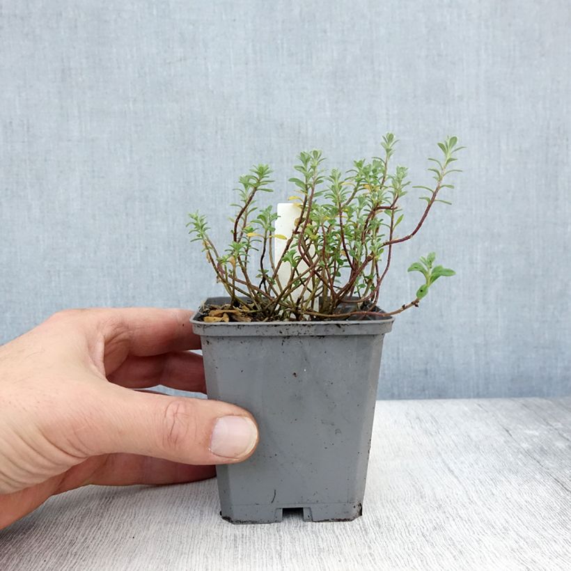 Spécimen de Alyssum montanum Berggold - Corbeille d'Or Godet de 8/9 cm tel que livré en automne