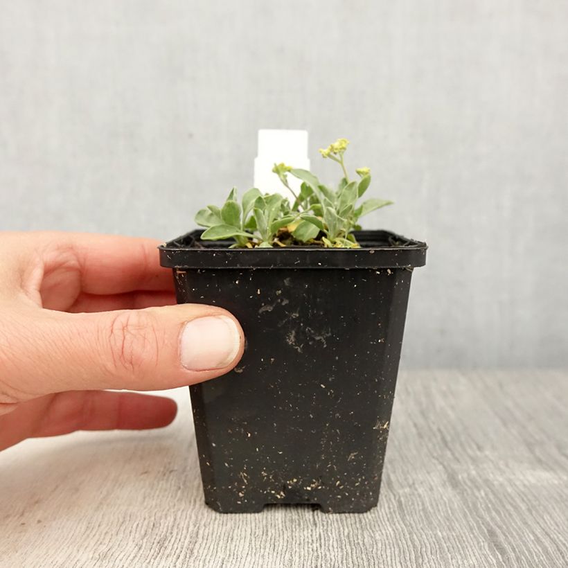 Spécimen de Alyssum saxatile Compactum - Corbeille d'Or Godet de 8/9 cm tel que livré au printemps