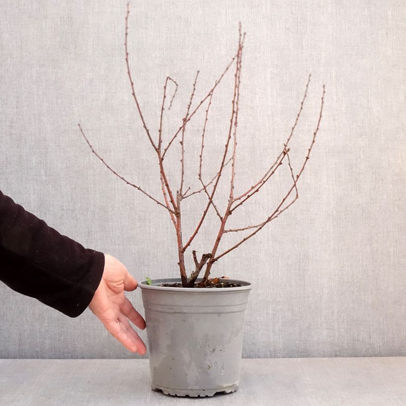 Spécimen de Amandier à fleurs - Prunus triloba Multiplex Pot de 4L/5L tel que livré au printemps