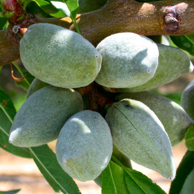 Amandier All In One - Prunus dulcis (Récolte)
