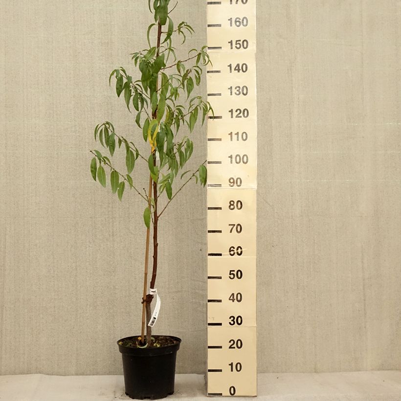 Spécimen de Amandier commun - Prunus dulcis Pot de 4L/5L, Buisson tel que livré en automne