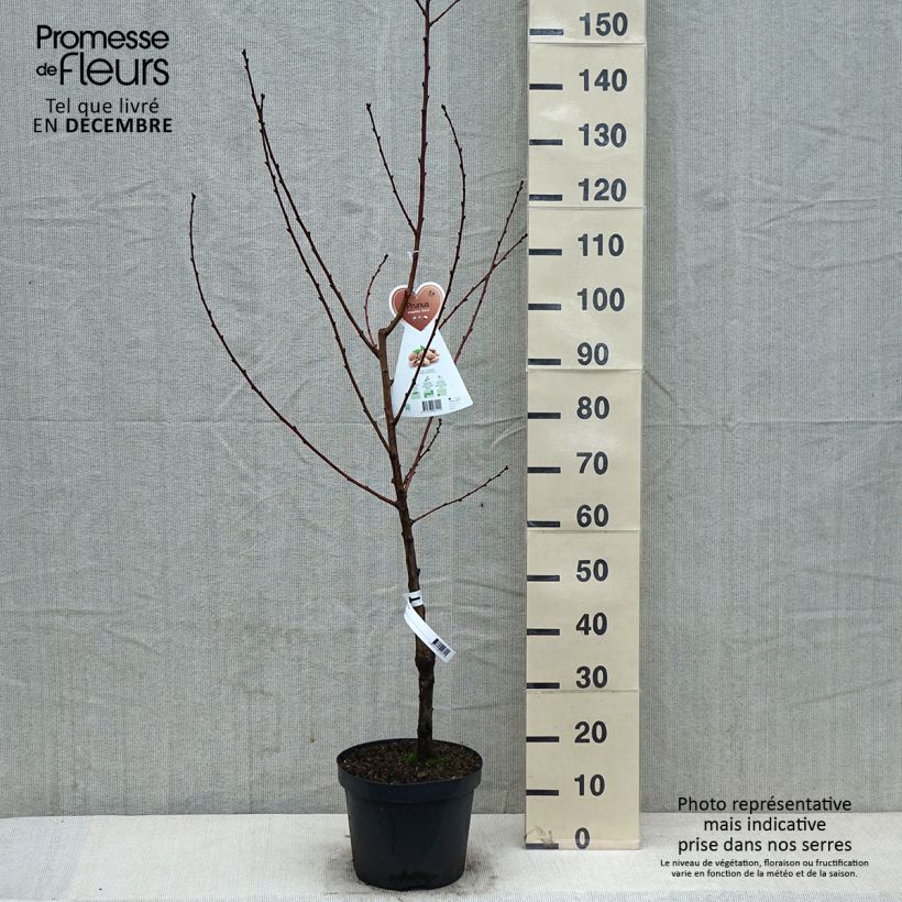 Spécimen de Amandier commun - Prunus dulcis Pot de 4L/5L, Buisson tel que livré en hiver