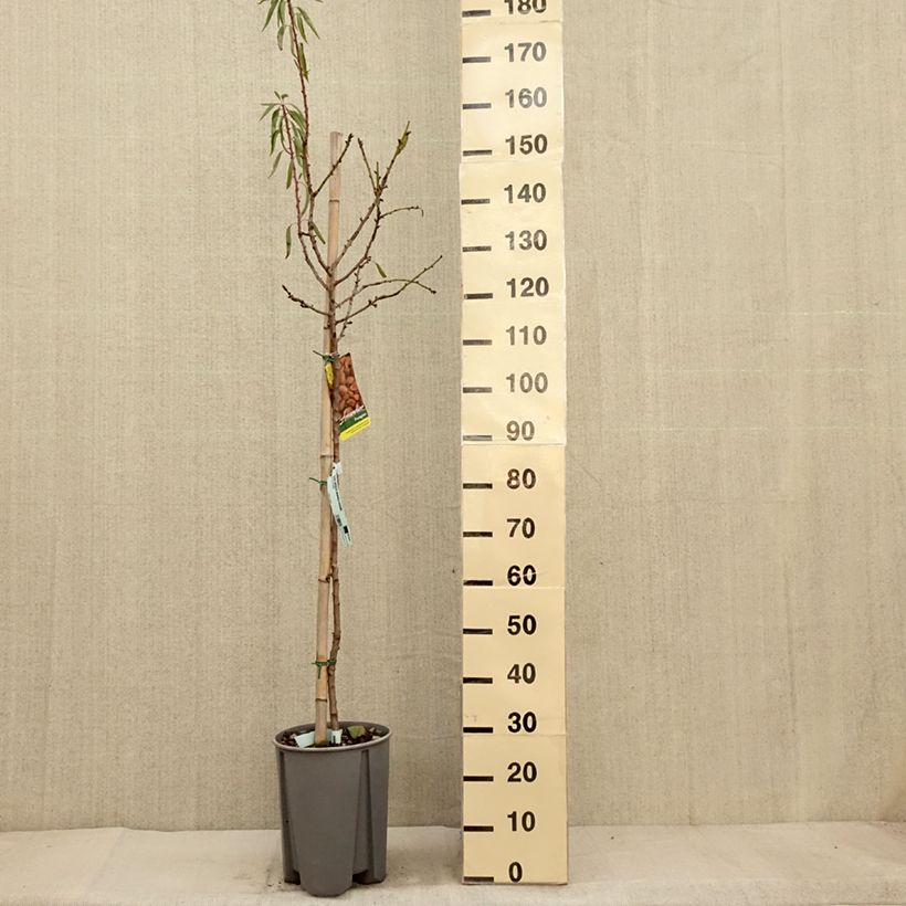 Spécimen de Amandier commun - Prunus dulcis Pot de 7,5L/10L, Demi-Tige tel que livré en automne