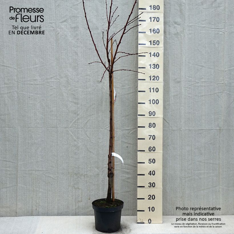 Spécimen de Amandier commun - Prunus dulcis Pot de 7,5L/10L, Demi-Tige tel que livré en hiver