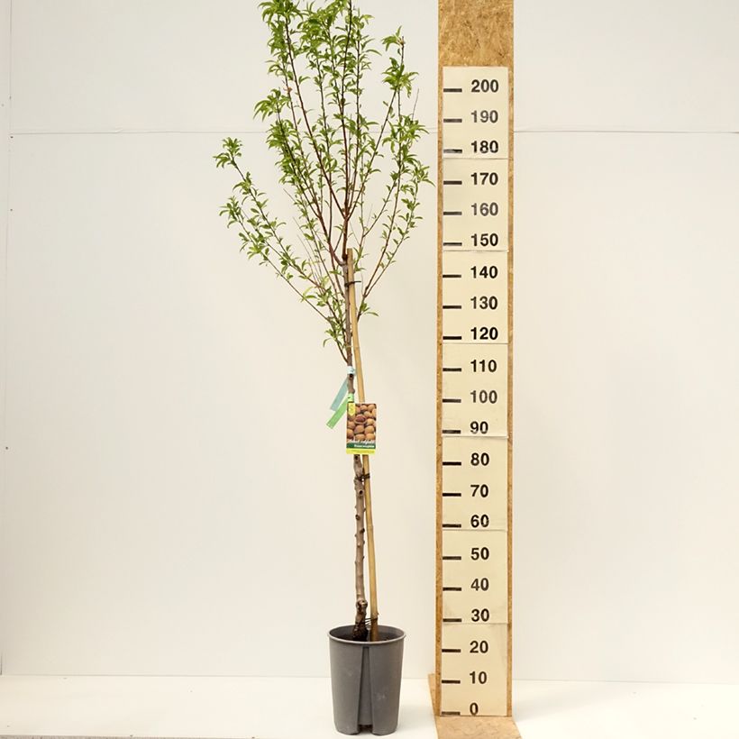 Mandorlo - Prunus dulcis Vaso da 7,5L/10L, Vaso impalcato medio esemplare consegnato in primavera