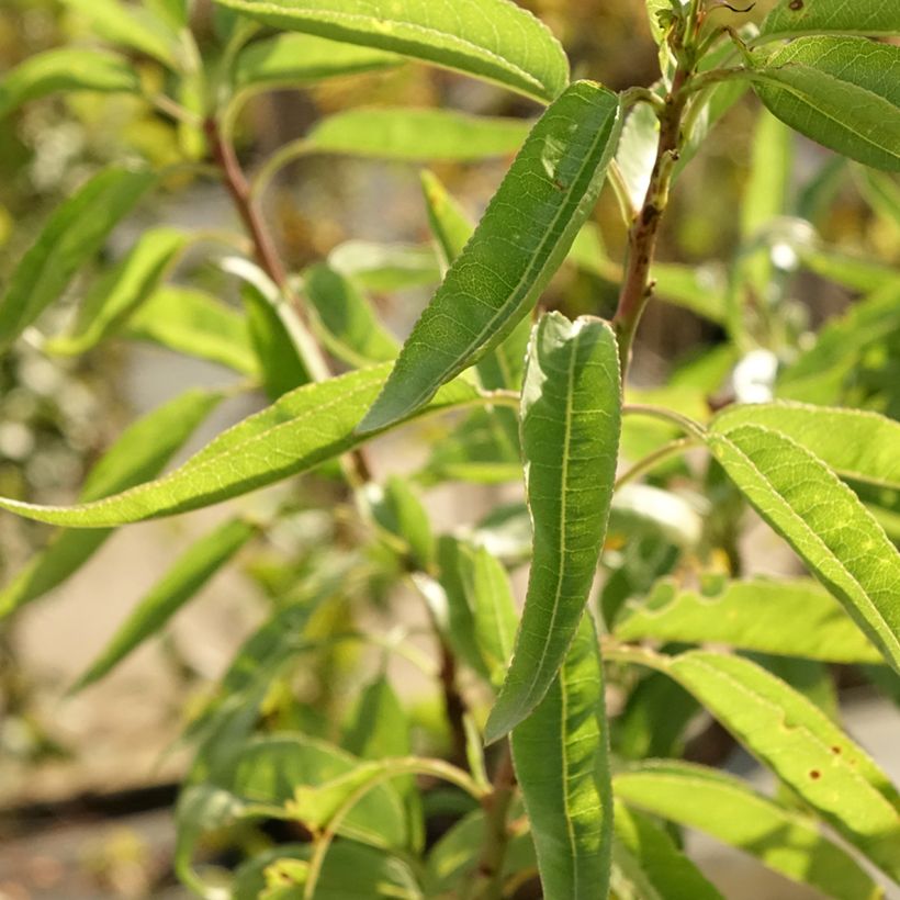 Amandier commun - Prunus dulcis (Feuillage)