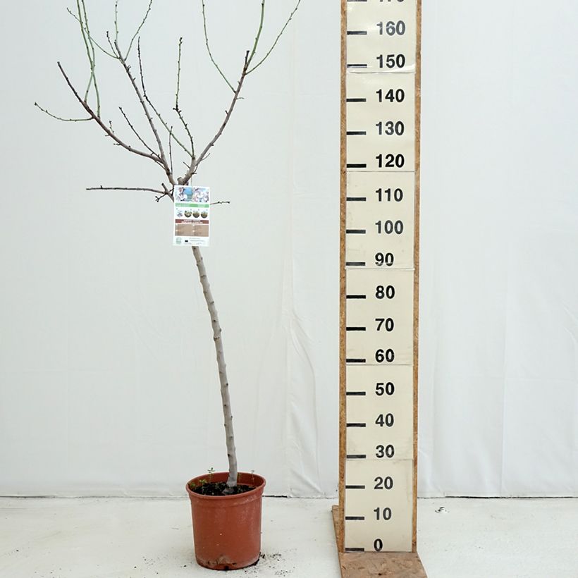 Spécimen de Amandier Desmayo Largueta Pot de 7,5L/10L, Demi-Tige tel que livré en automne