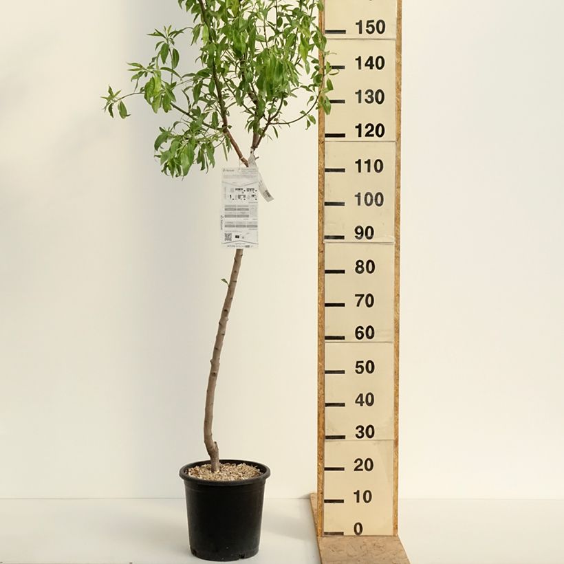 Spécimen de Amandier Ferragnes Pot de 7,5L/10L, Gobelet tel que livré au printemps