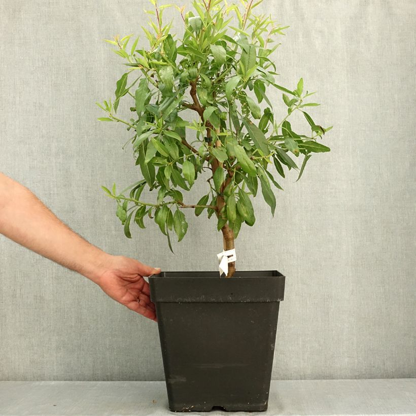 Spécimen de Amandier nain autofertile Fruit me Almond me - Prunus dulcis Pot de 12L/15L, Nain tel que livré en été