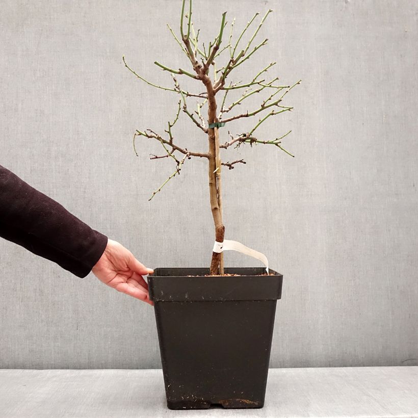 Spécimen de Amandier nain autofertile Fruit me Almond me - Prunus dulcis Pot de 12L/15L, Nain tel que livré en hiver