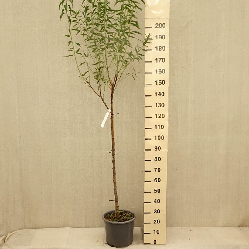 Spécimen de Amandier Supernova autofertile - Prunus dulcis Pot de 12L/15L, Demi-Tige tel que livré en été