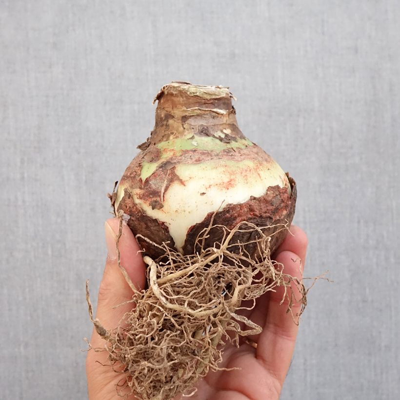 Spécimen de Amaryllis Double King - Hippeastrum Bulbe calibre 24/26 tel que livré en automne