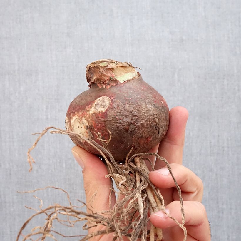 Spécimen de Amaryllis double Marilyn Bulbe calibre 24/26, Extra tel que livré en automne