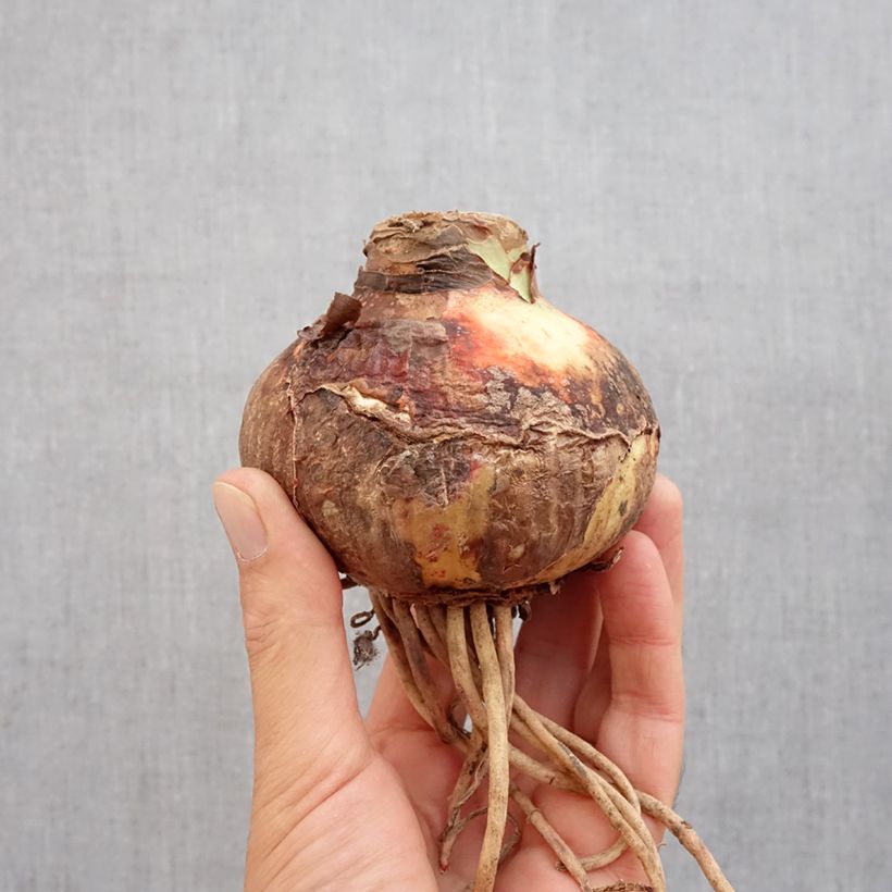 Spécimen de Amaryllis Pink Surprise Bulbe calibre 20+, Extra tel que livré en automne