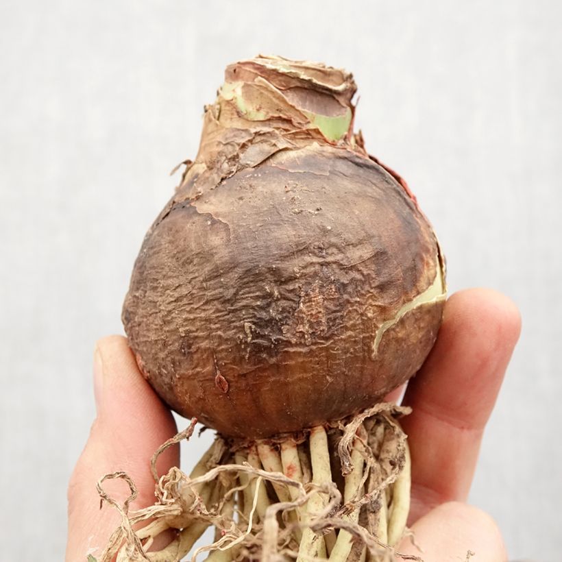 Spécimen de Amaryllis Rosalie Bulbe calibre 36+, Extra tel que livré au printemps
