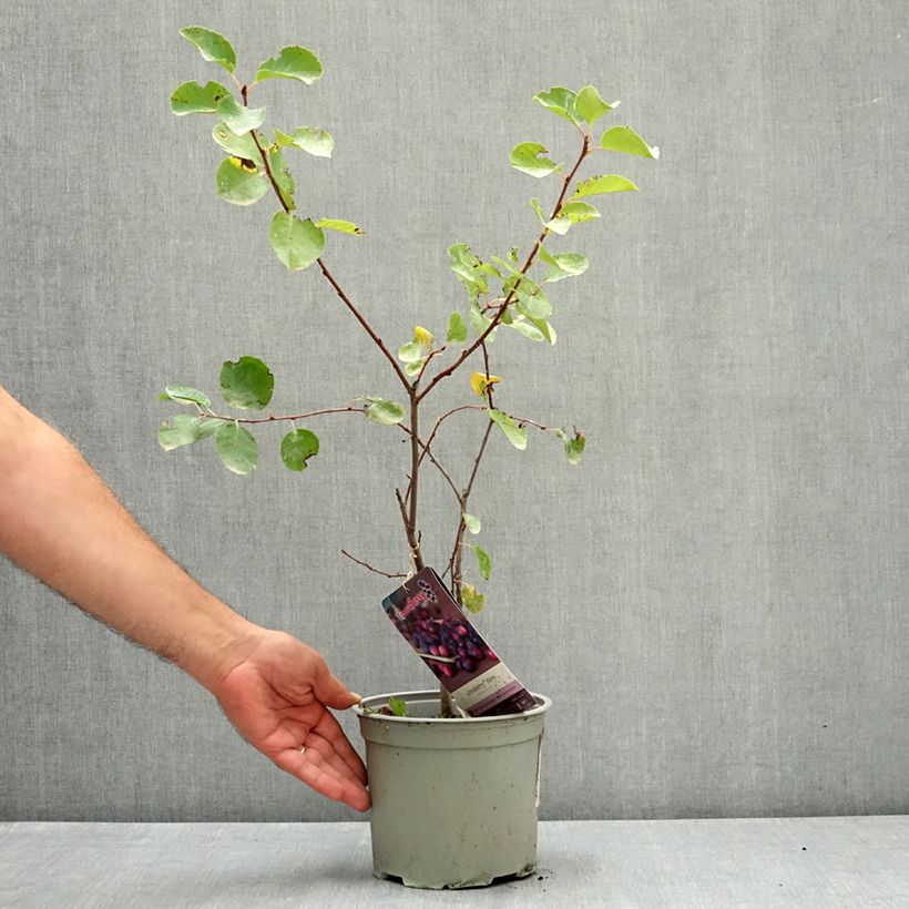 Spécimen de Amelanchier alnifolia GreatBerry Farm Pot de 3L/4L tel que livré en été