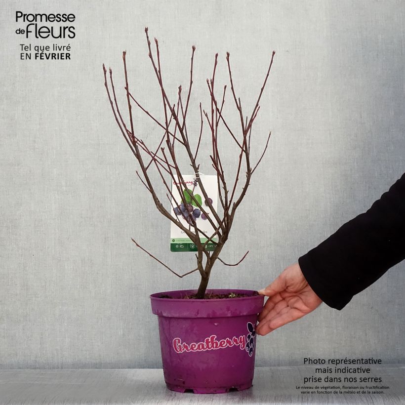 Spécimen de Amelanchier alnifolia Greatberry Garden ou Northline Pot de 3L/4L, Touffe tel que livré en hiver