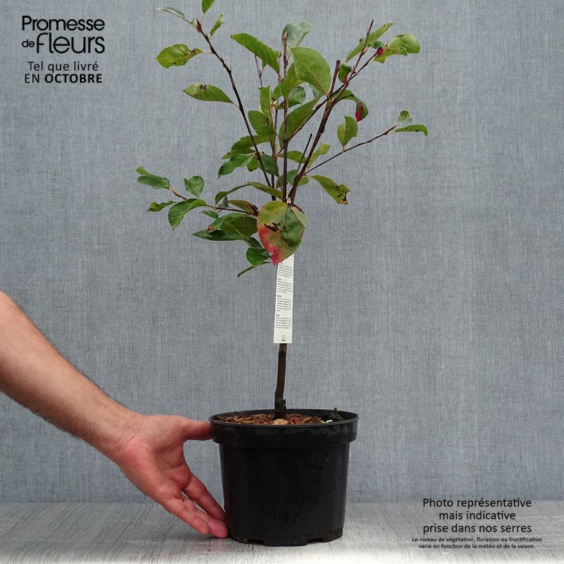 Spécimen de Amelanchier Ballerina Pot de 3L/4L tel que livré en automne