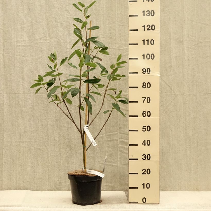 Spécimen de Amelanchier Ballerina Pot de 7,5L/10L tel que livré en automne