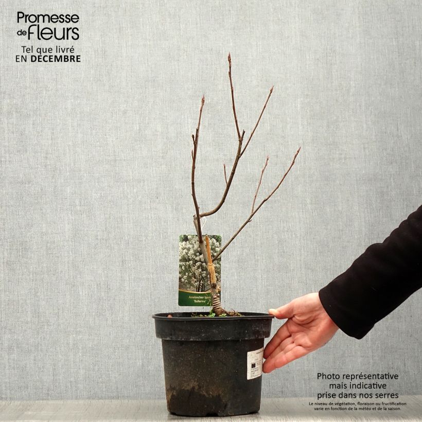 Spécimen de Amelanchier Ballerina Pot de 7,5L/10L tel que livré en hiver