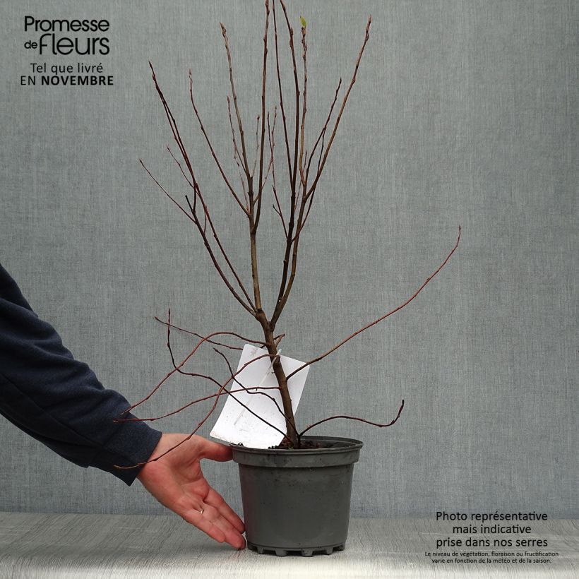 Spécimen de Amelanchier canadensis - Amélanchier du Canada Pot de 2L/3L tel que livré en automne