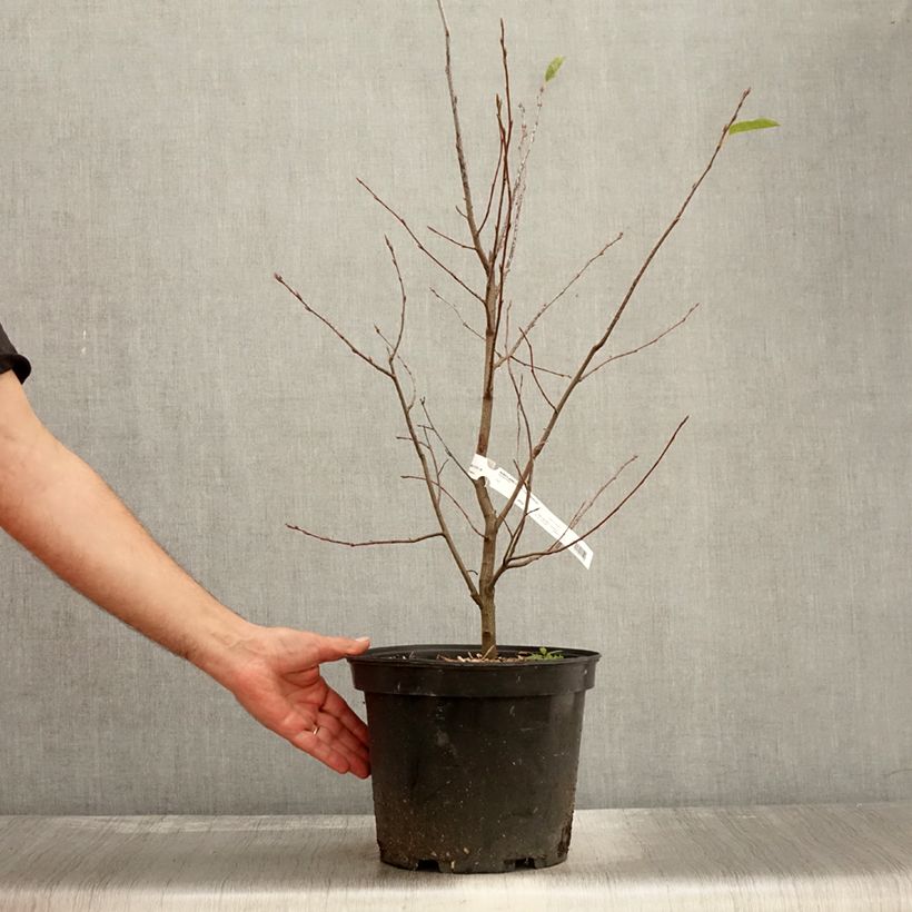 Spécimen de Amelanchier canadensis - Amélanchier du Canada Pot de 7,5L/10L tel que livré en automne
