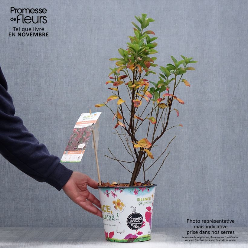 Spécimen de Amelanchier canadensis October Flame - Amélanchier du Canada Pot de 4L/5L tel que livré en automne