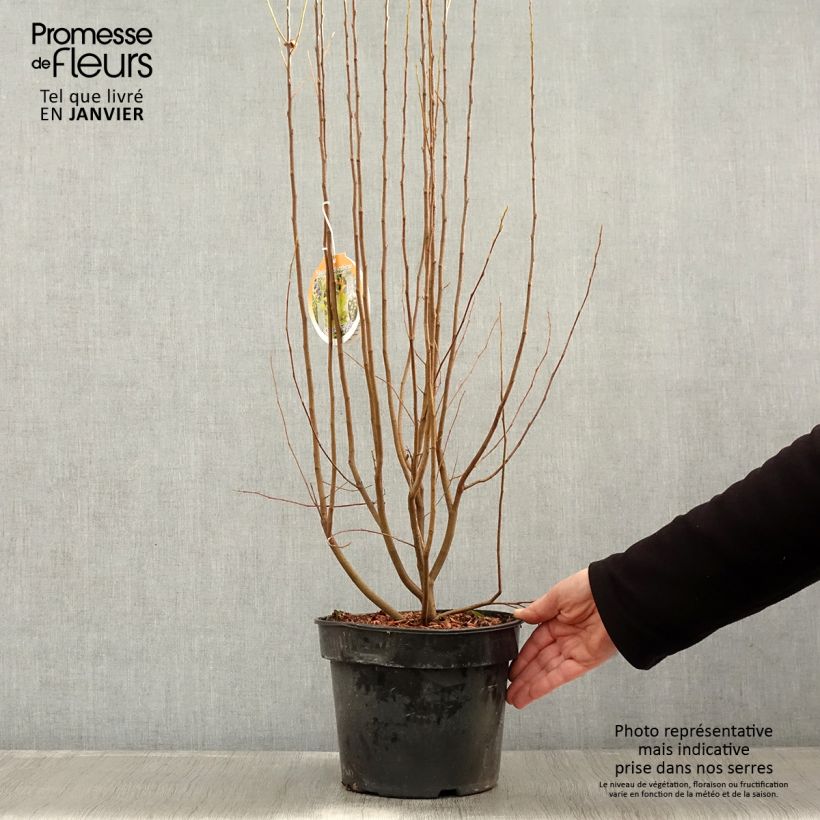 Spécimen de Amelanchier canadensis Rainbow Pillar Pot de 4L/5L tel que livré en hiver
