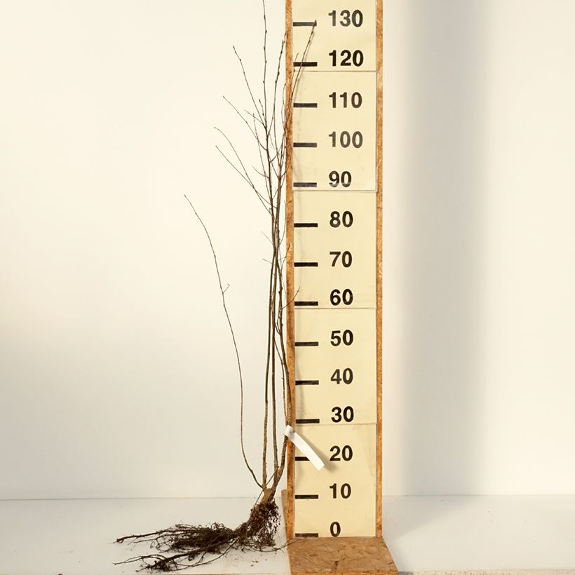 Spécimen de Amélanchier en épis - Amelanchier spicata Racines nues tel que livré en hiver