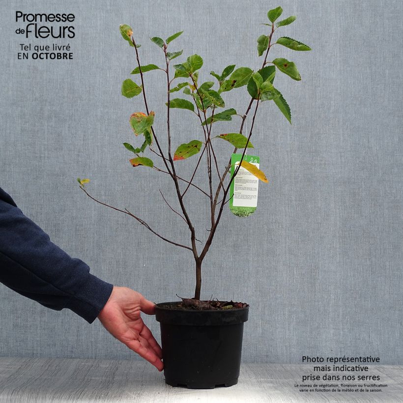 Spécimen de Amelanchier lamarckii - Amélanchier de Lamarck Pot de 3L/4L tel que livré en automne