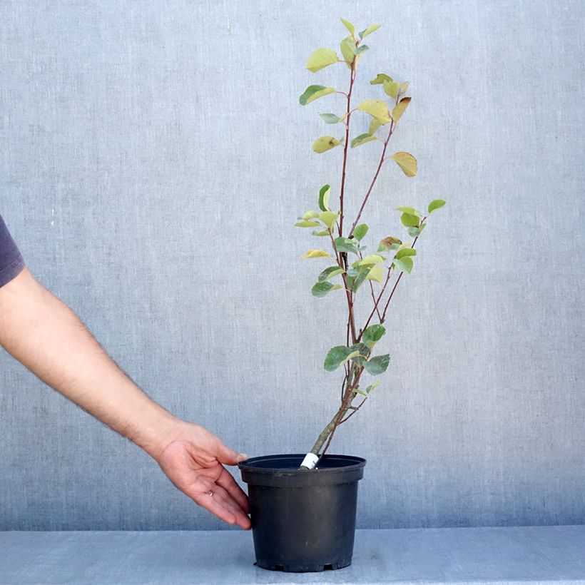 Spécimen de Amelanchier Smoky Pot de 2L/3L tel que livré en été