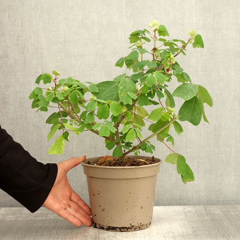 Spécimen de Amicia zygomeris - Amicie à fleurs jaunes. Pot de 4L/5L tel que livré en automne
