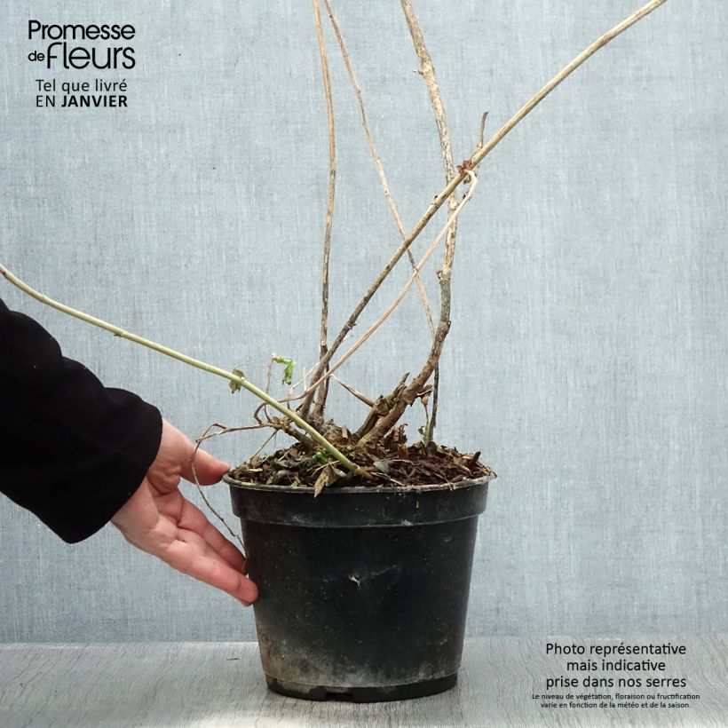 Spécimen de Amicia zygomeris - Amicie à fleurs jaunes. Pot de 4L/5L tel que livré en hiver