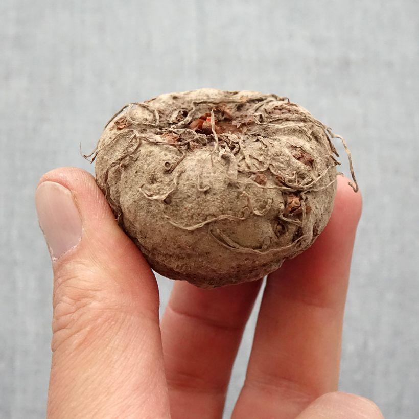 Spécimen de Amorphophallus napalensis Bulbe calibre 16+ tel que livré au printemps